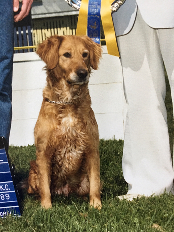 Dog picture