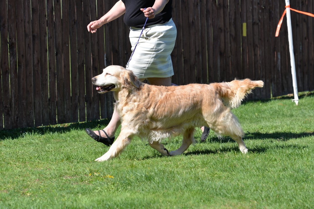 Dog picture
