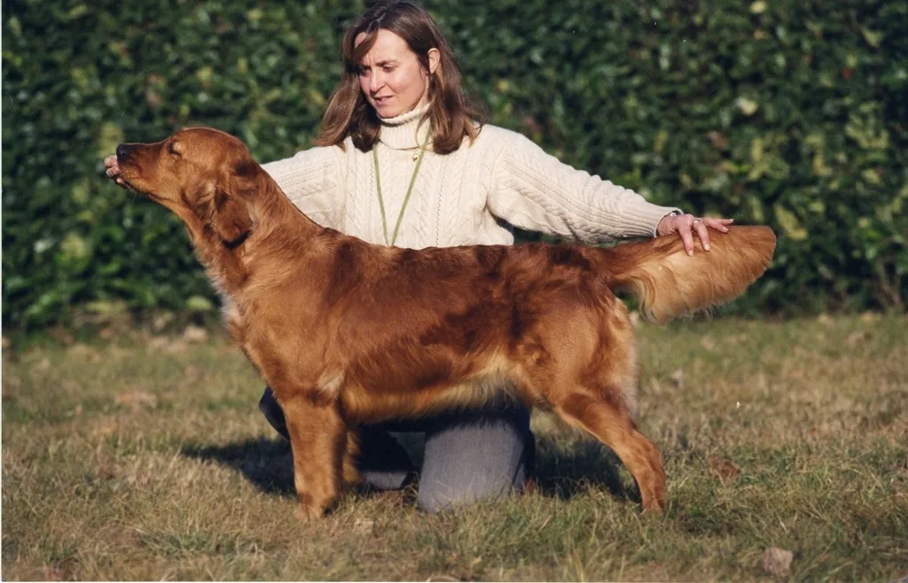 Dog picture