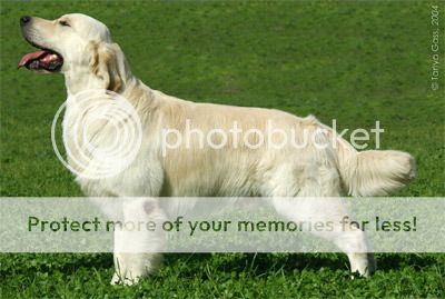 Dog picture