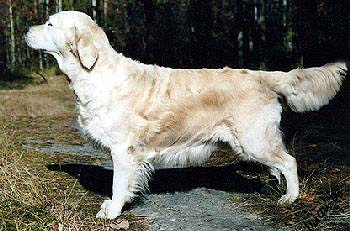 Dog picture