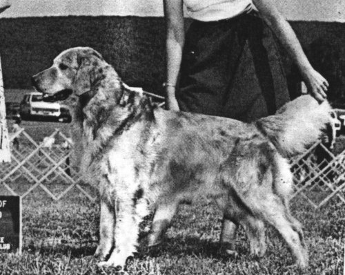 Dog picture