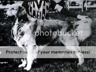 Dog picture