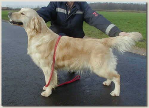 Dog picture