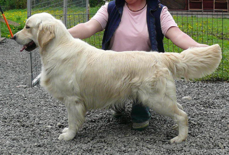 Dog picture