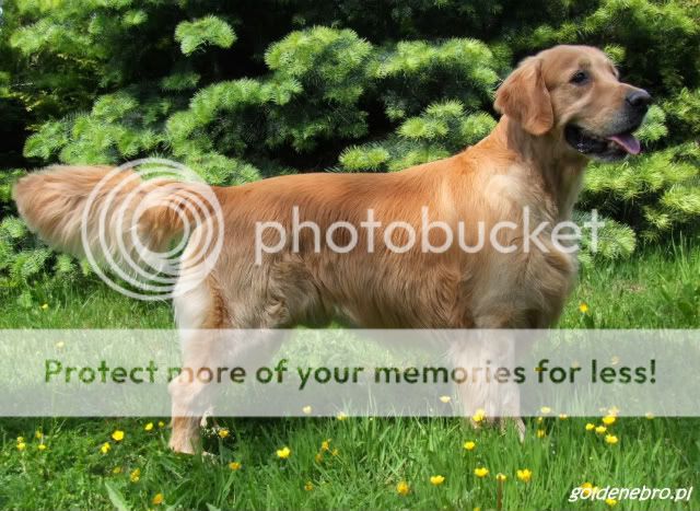Dog picture