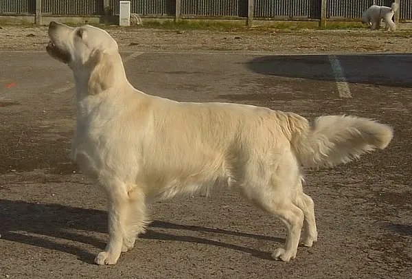 Dog picture