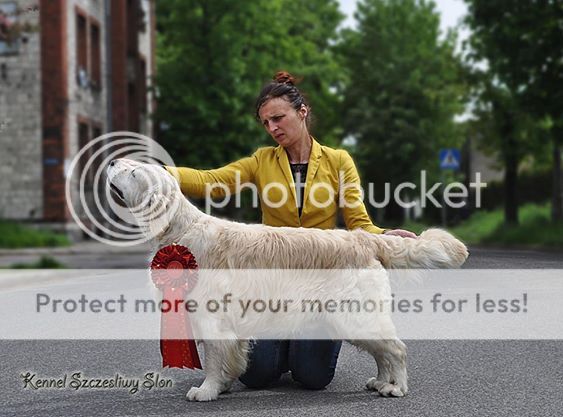 Dog picture
