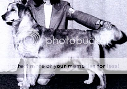 Dog picture