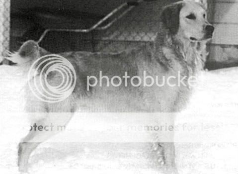 Dog picture