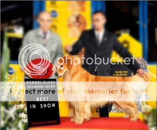 Dog picture