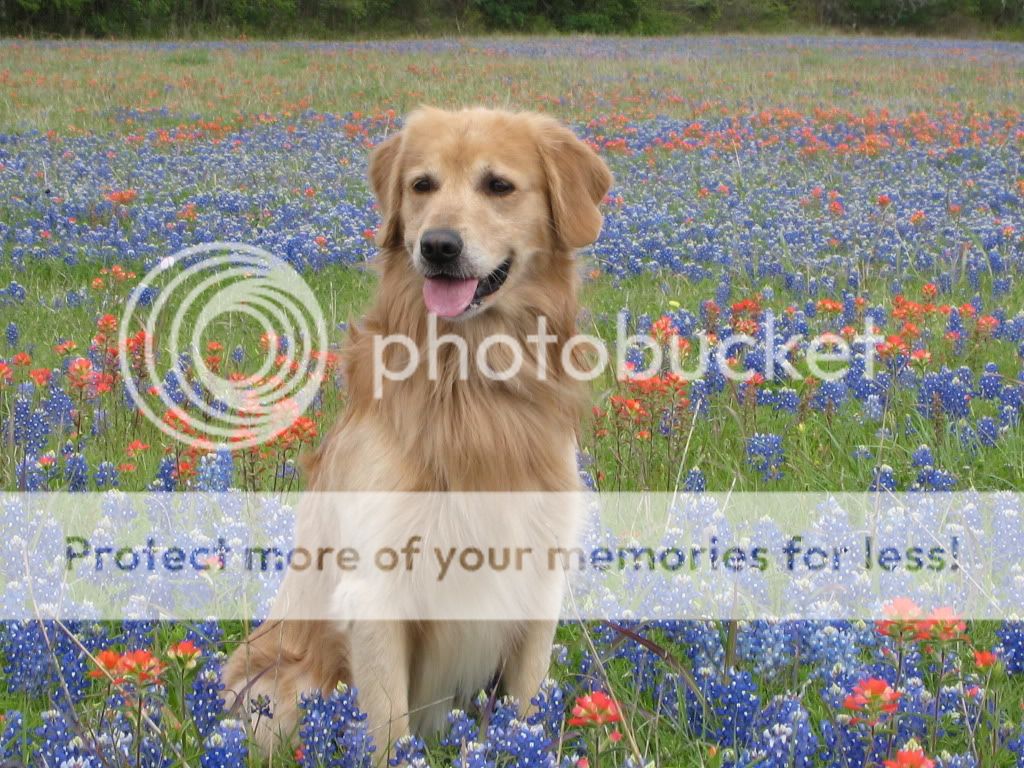 Dog picture