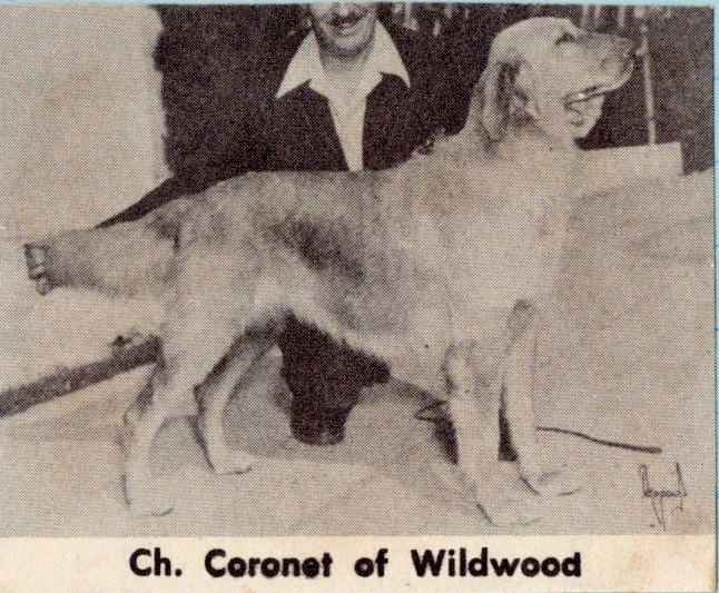Dog picture