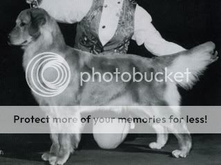 Dog picture