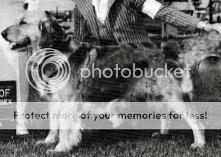 Dog picture