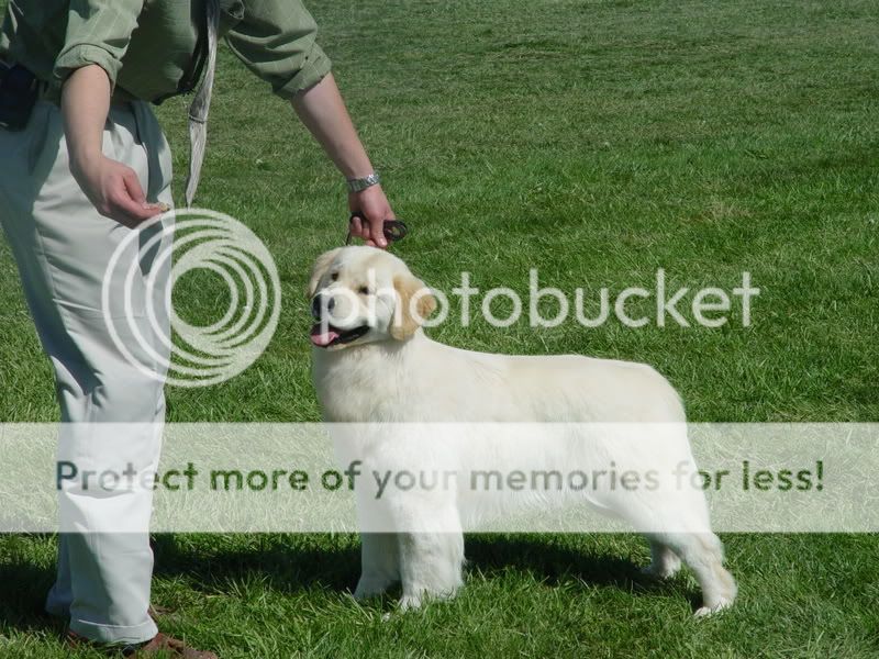Dog picture