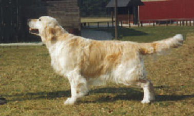 Dog picture