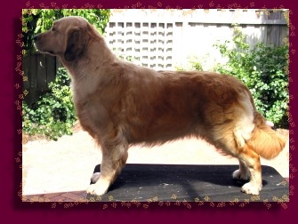 Dog picture