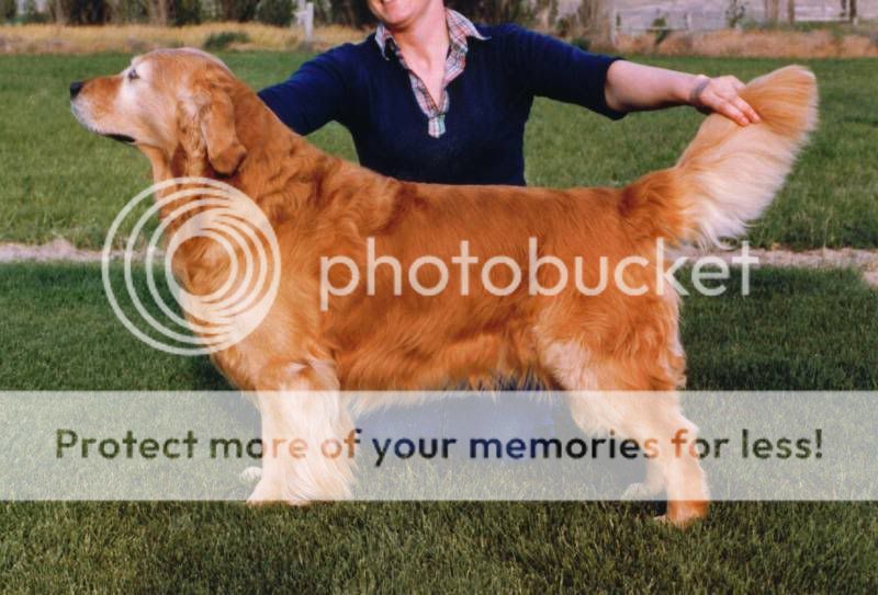 Dog picture