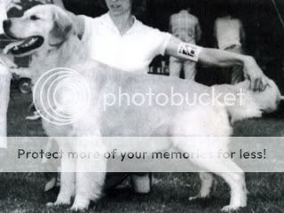 Dog picture