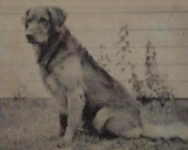 Dog picture