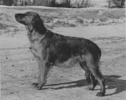 Dog picture