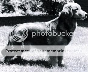 Dog picture