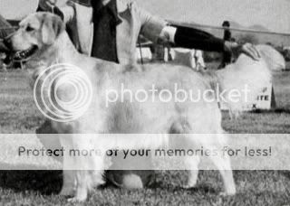 Dog picture