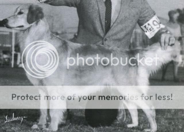 Dog picture