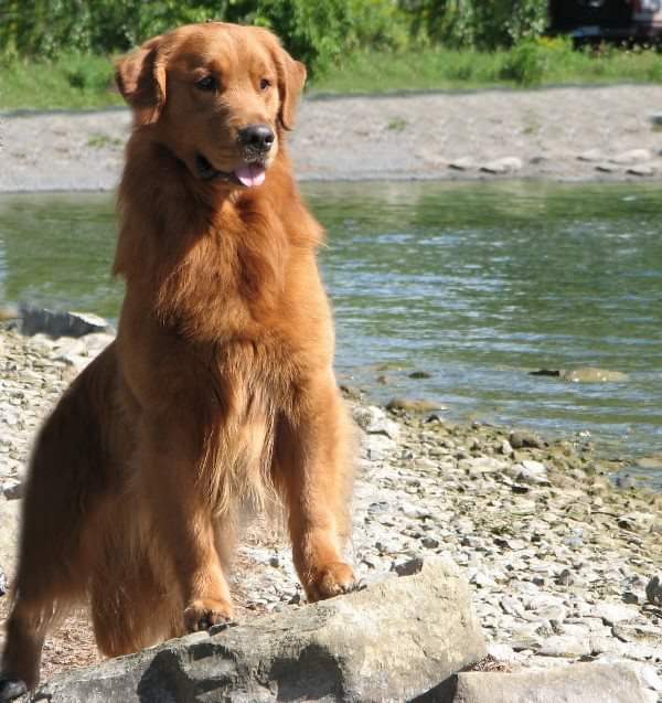 Dog picture