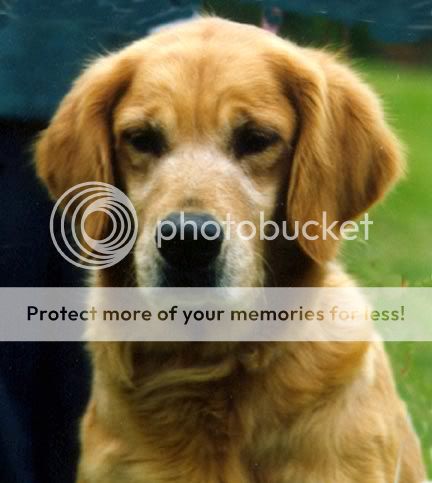 Dog picture