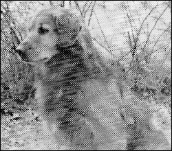Dog picture