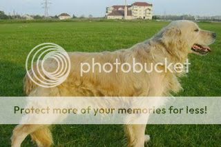 Dog picture