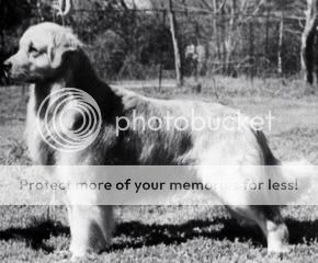 Dog picture