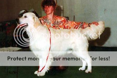 Dog picture