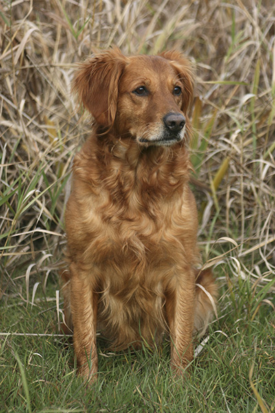 Dog picture