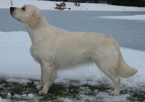 Dog picture