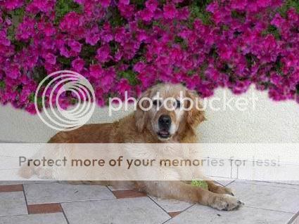 Dog picture