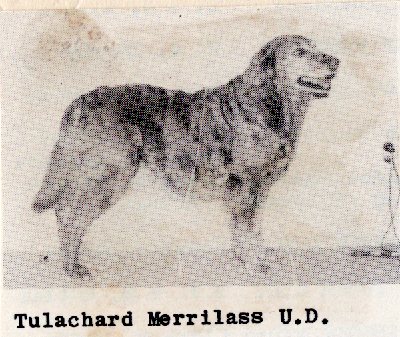Dog picture