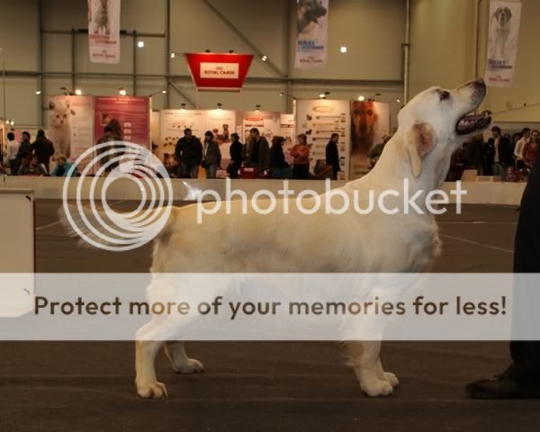 Dog picture