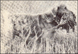 Dog picture