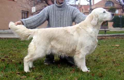 Dog picture