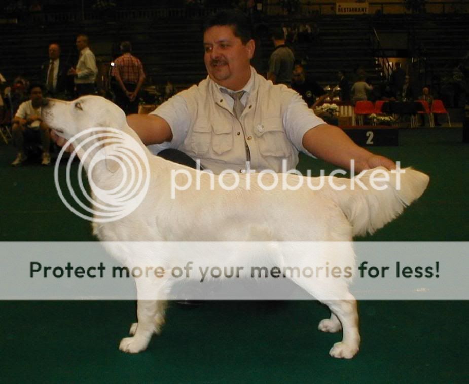 Dog picture