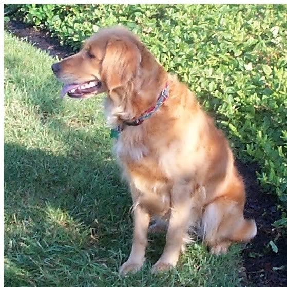 Dog picture