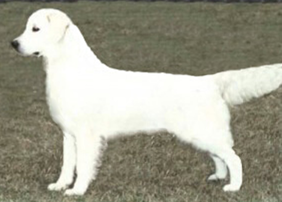 Dog picture