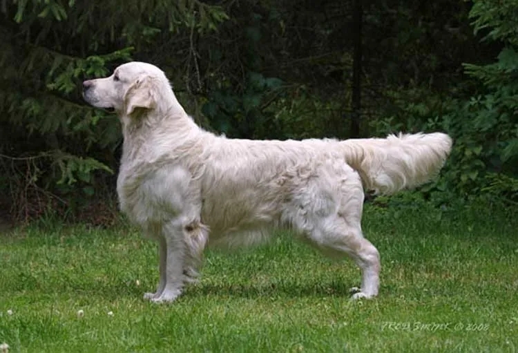 Dog picture