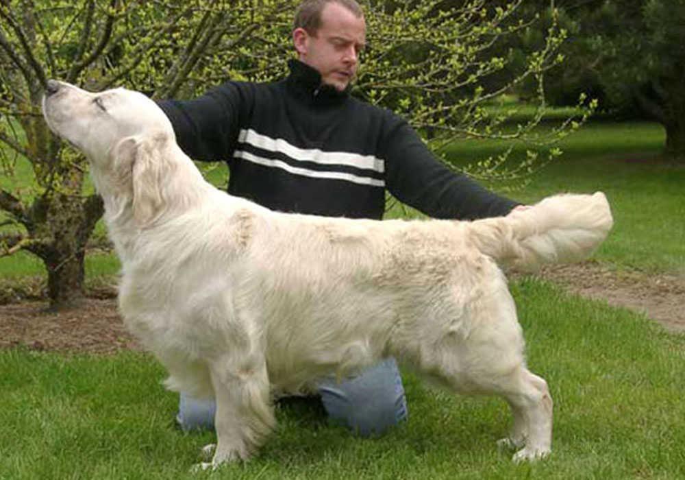 Dog picture