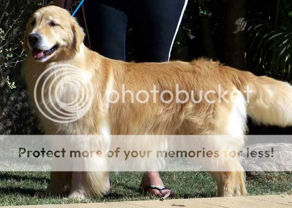 Dog picture