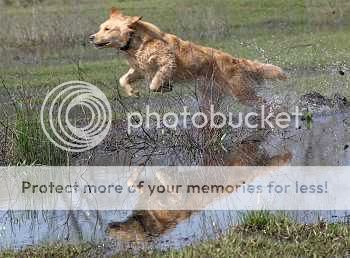 Dog picture