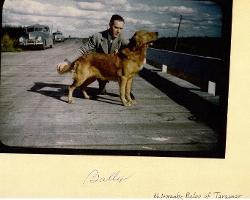 Dog picture